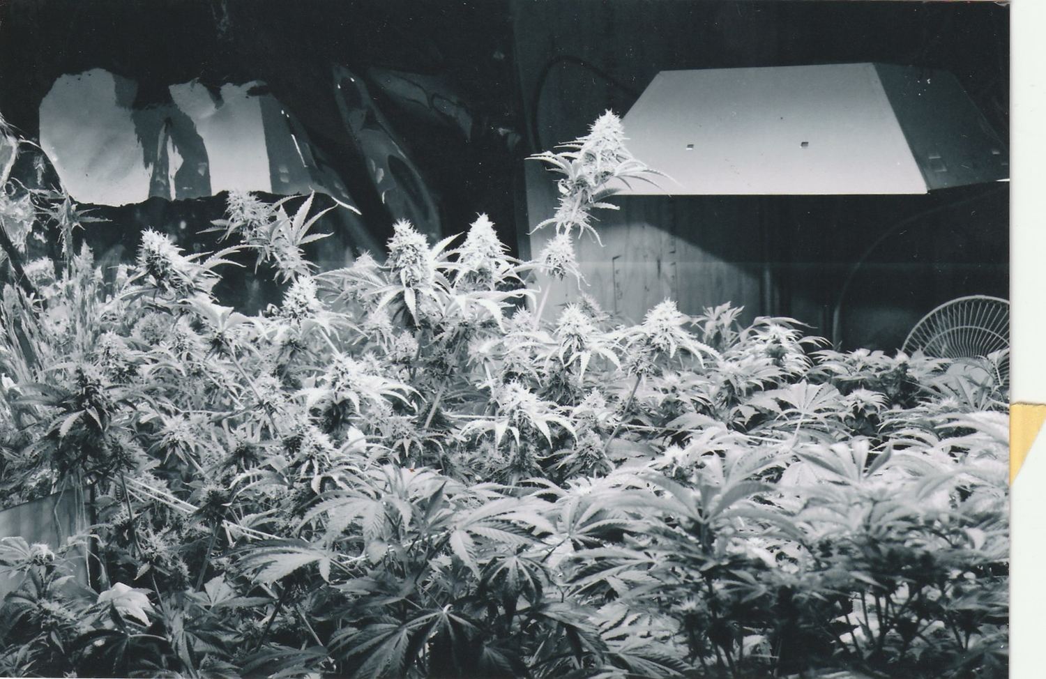 OG Kush archive photo P-080, awaiting Josh's annotation