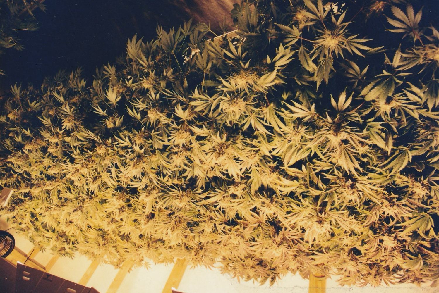 OG Kush archive photo P-095, awaiting Josh's annotation