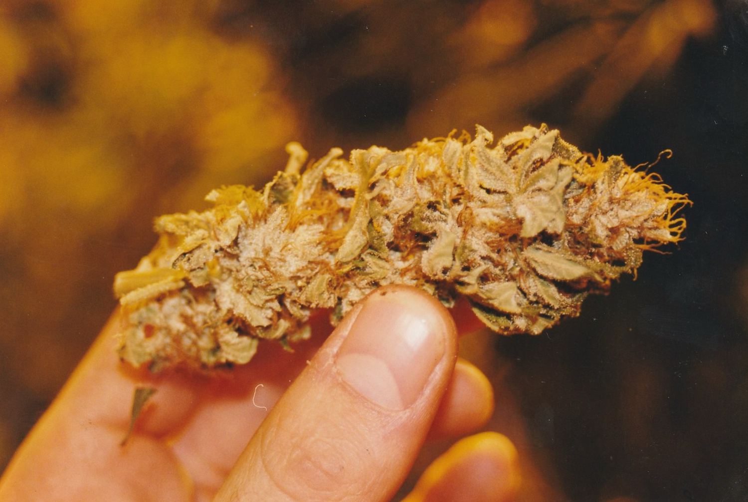 OG Kush archive photo P-096, awaiting Josh's annotation